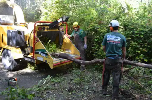 tree services Black Hammock